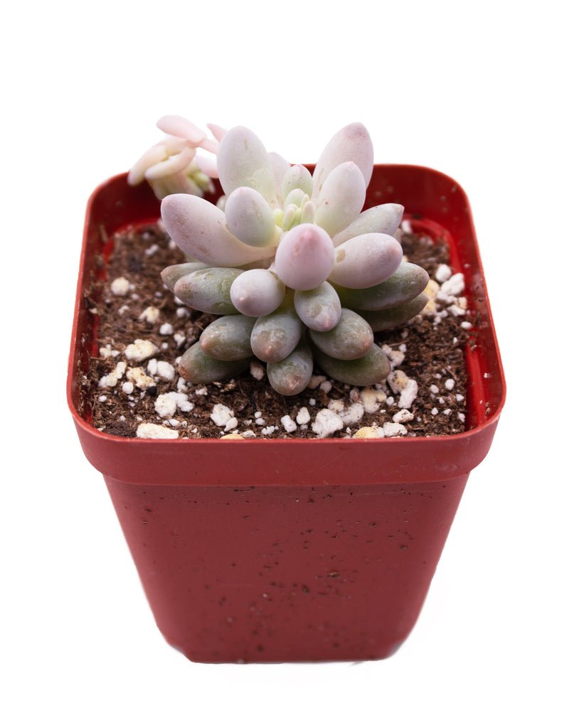 Pachyphytum 'Machucae' - Baby Finger