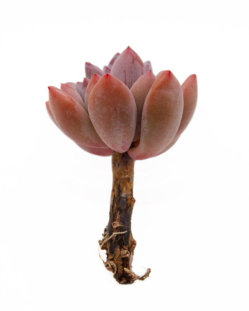 Pachyveria Cutie Finger