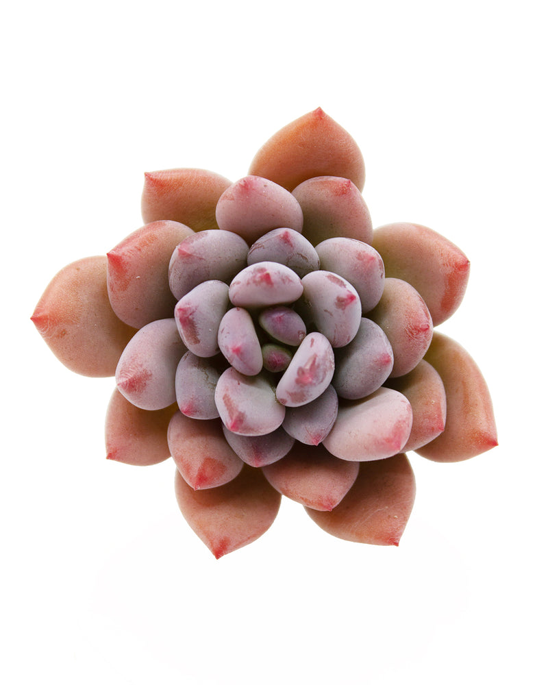 Pachyveria Cutie Finger