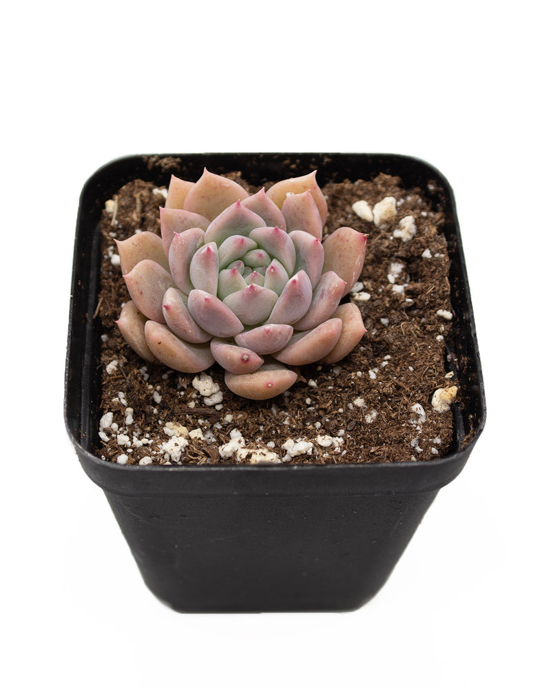 Pachyveria Cutie Finger