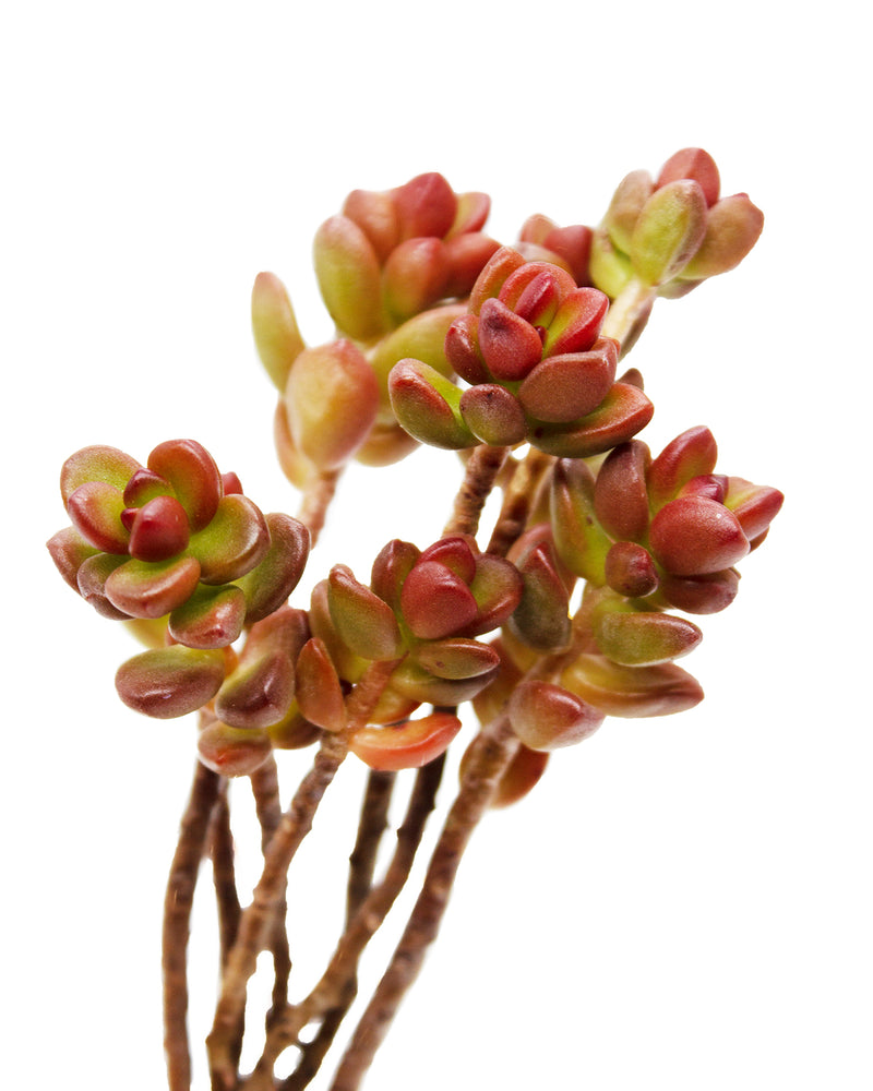 Sedum Lucidum Obesum