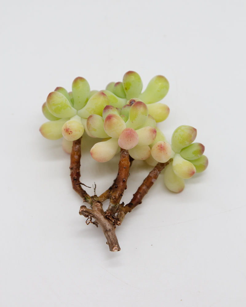 
                
                    Load image into Gallery viewer, Sedum Pachyphyllum sp.
                
            