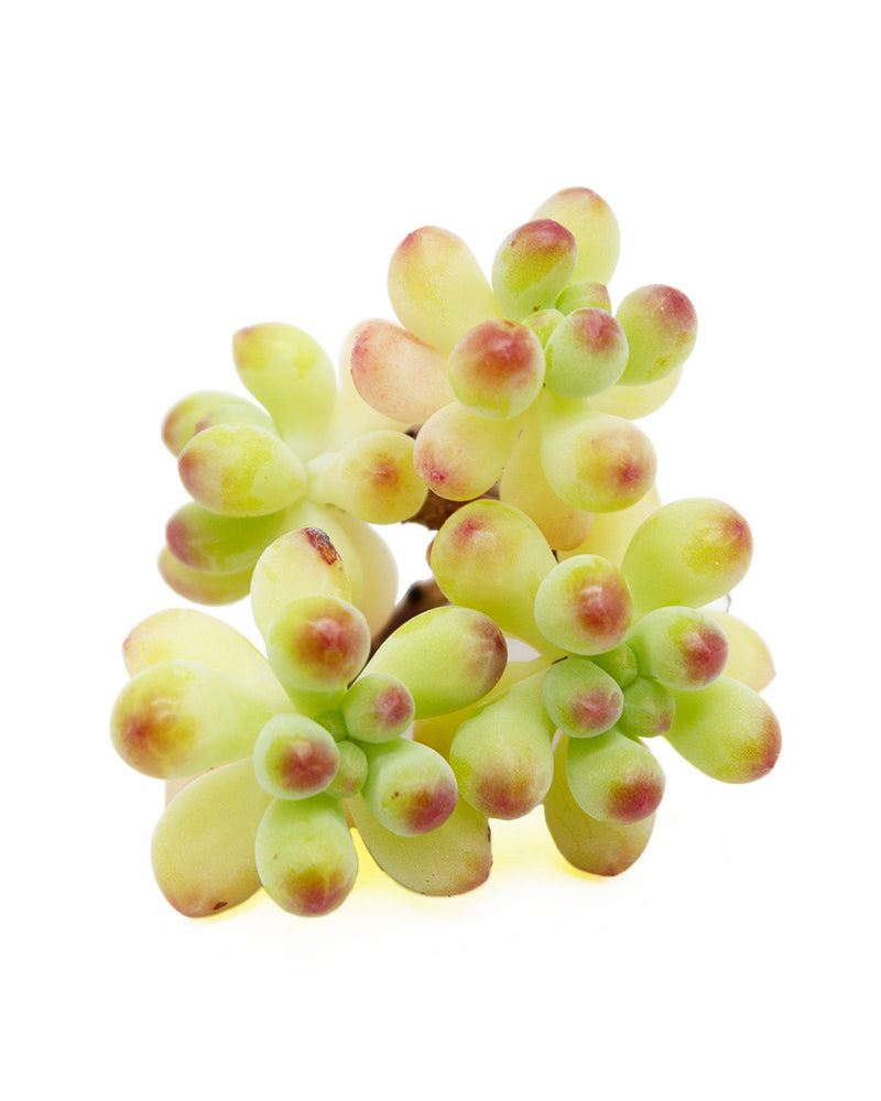 
                
                    Load image into Gallery viewer, Sedum Pachyphyllum sp.
                
            