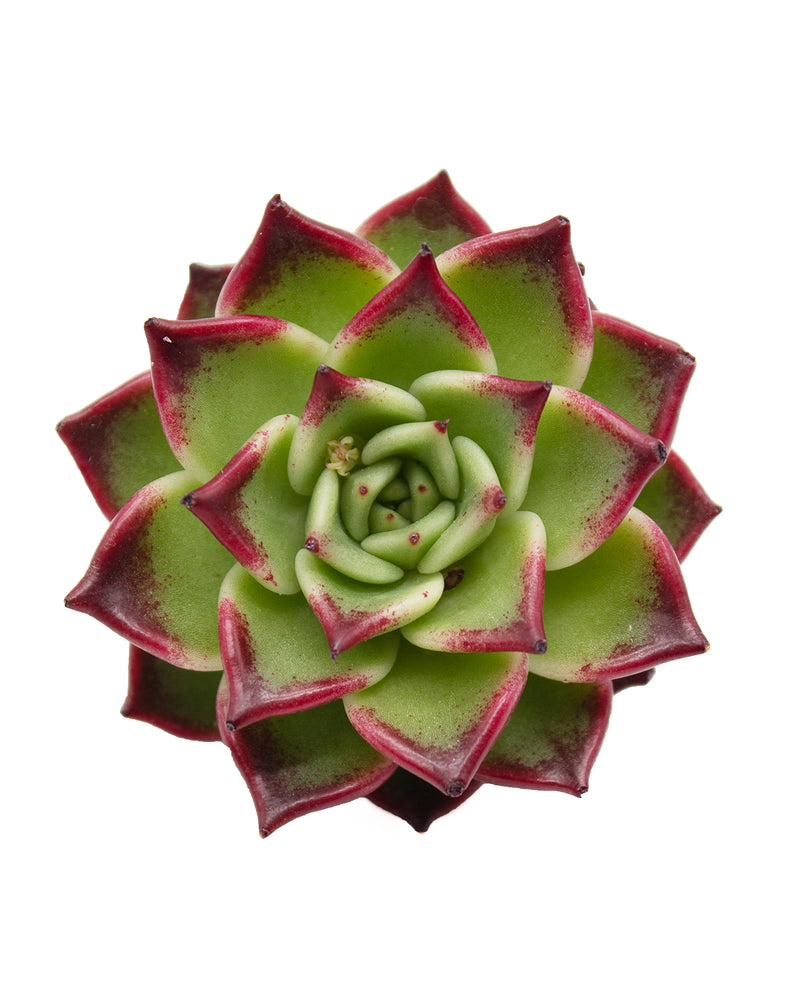 Echeveria ‘Super Clone'