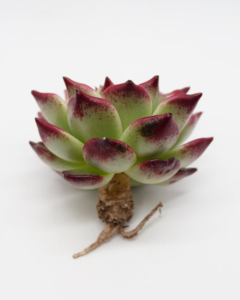 Echeveria ‘Super Clone'