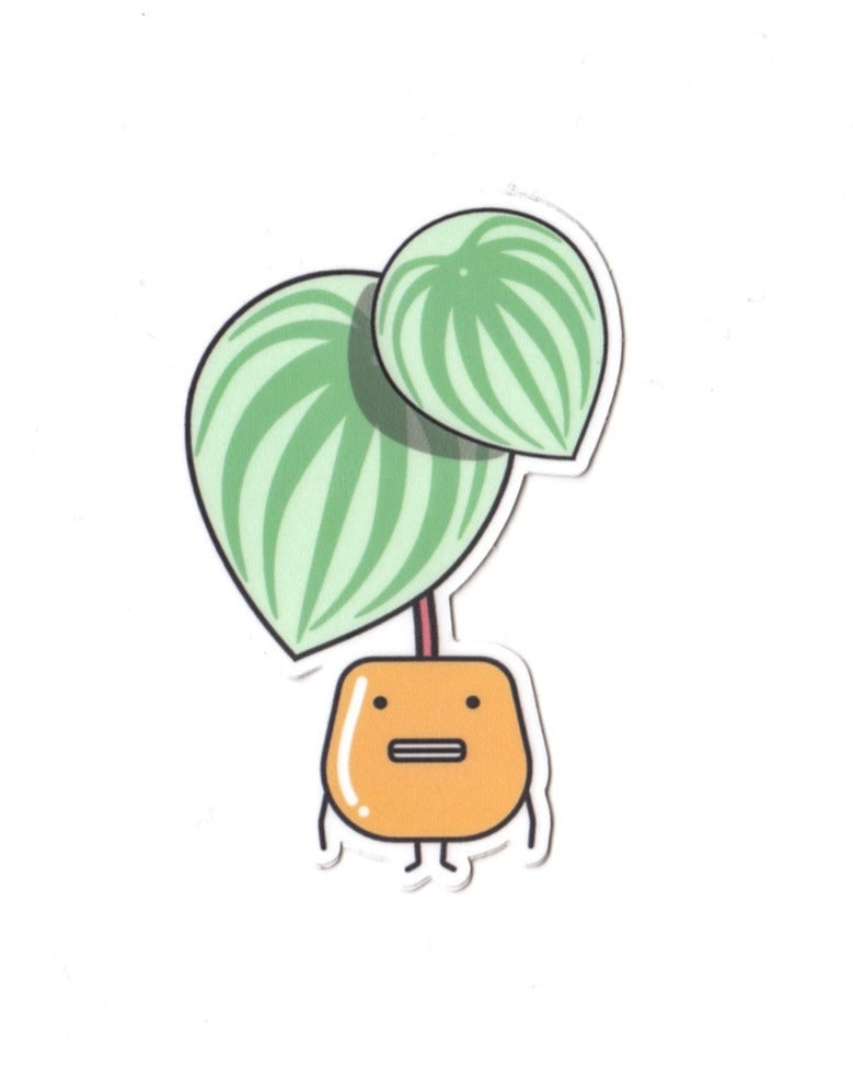 Watermelon Peperomia Die Cut Sticker