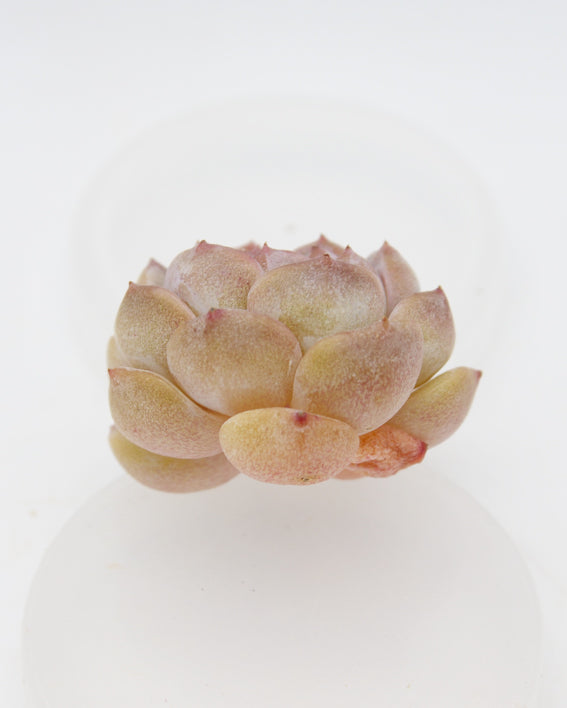 Echeveria Strawberry Macaron