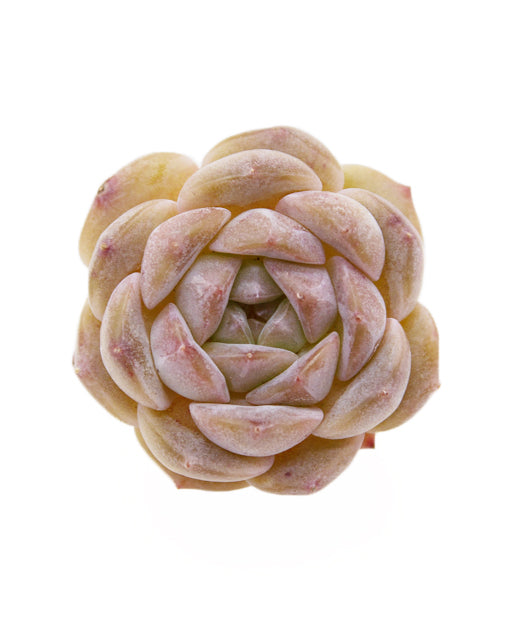 Echeveria Strawberry Macaron