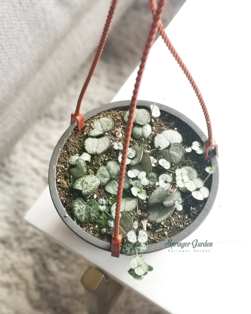 
                
                    Load image into Gallery viewer, String of Hearts Silver Glory Toronto&amp;#39;s 5-star Bestseller nursery store selected local &amp;amp; Korean rare succulents; houseplants, indoor plants, selected handmade planters with a drainage hole, pots, bonsai pots, produced by ourselves, wholesale. Ceramic Planter With Drainage Hole Cactus Succulent Plant Pot/Small Fern Flower Pot Gift Garden Desk Pottery/Handmade/Ceramic/Glazed/Table Decor/Indoor Decor/Tabletop Planter
                
            