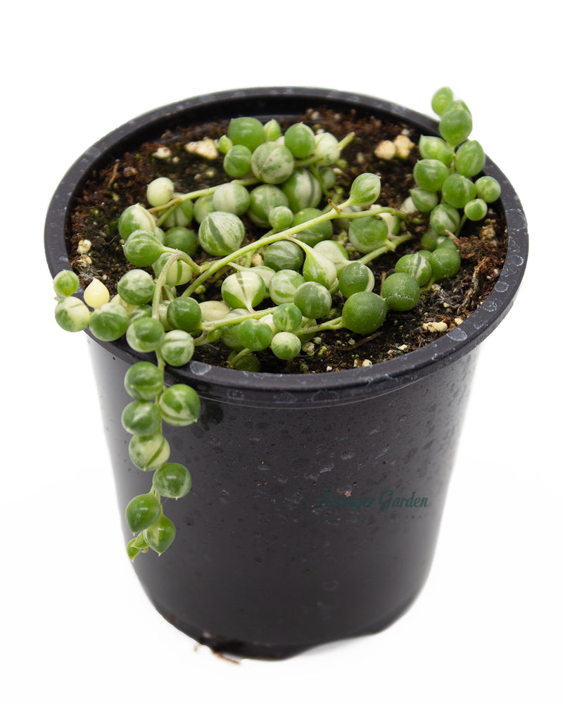 String of Pearls Variegated