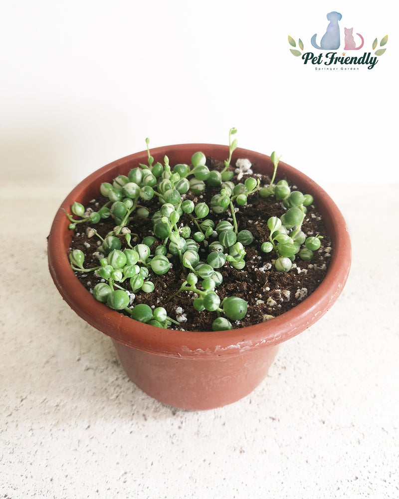 String of Pearls Variegated