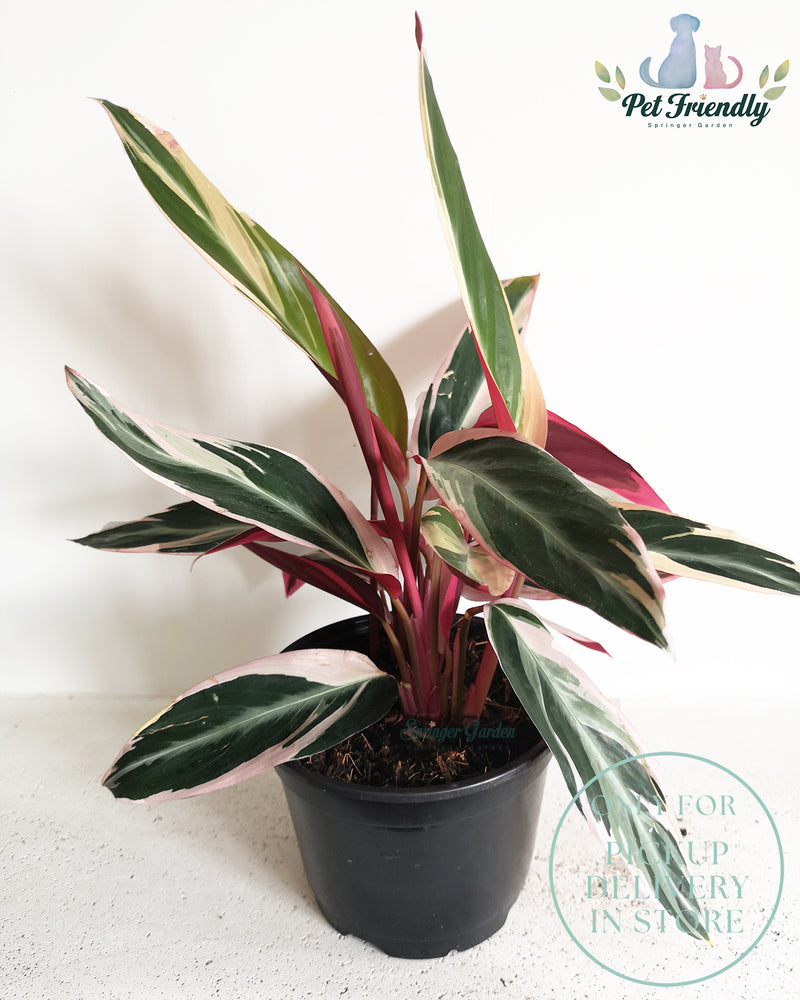 
                
                    Load image into Gallery viewer, Stromanthe Triostar
                
            