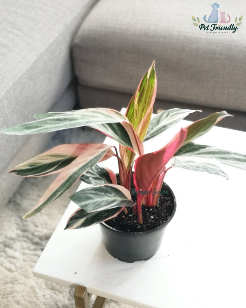 
                
                    Load image into Gallery viewer, Stromanthe Triostar
                
            
