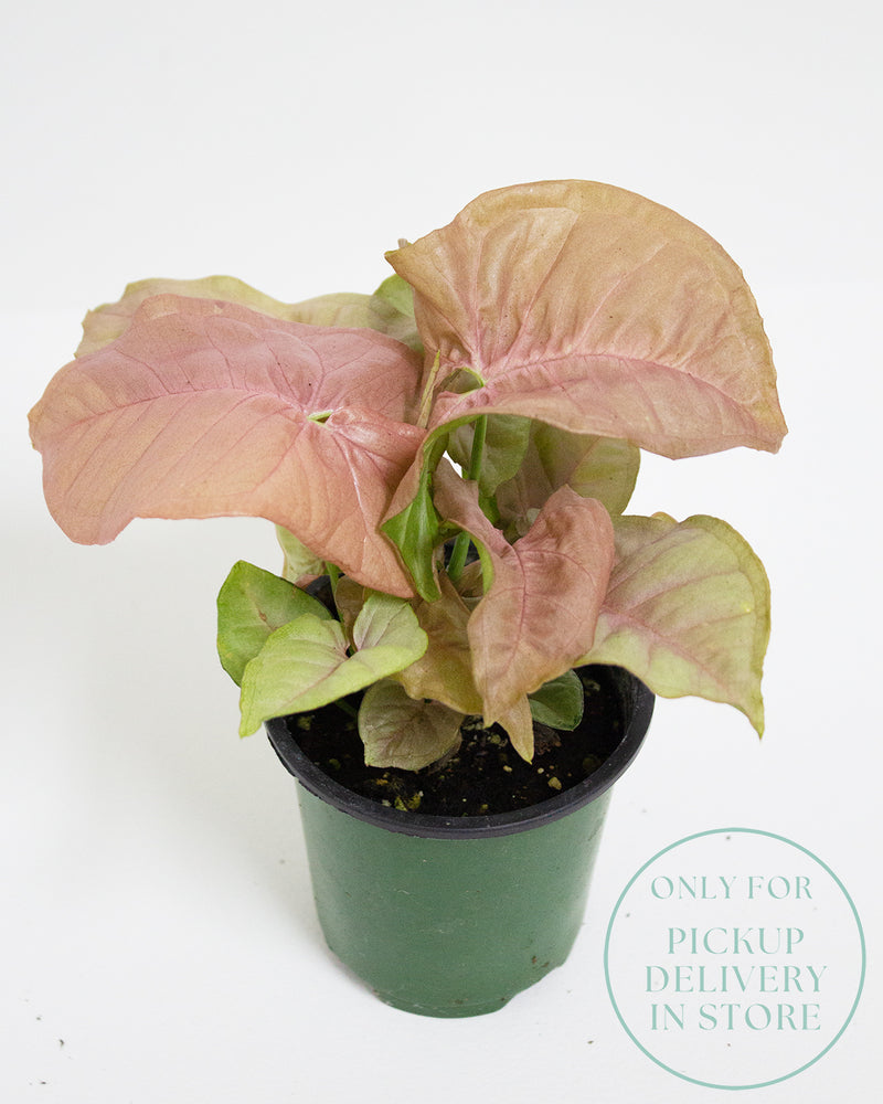 Syngonium Podophyllum Pink