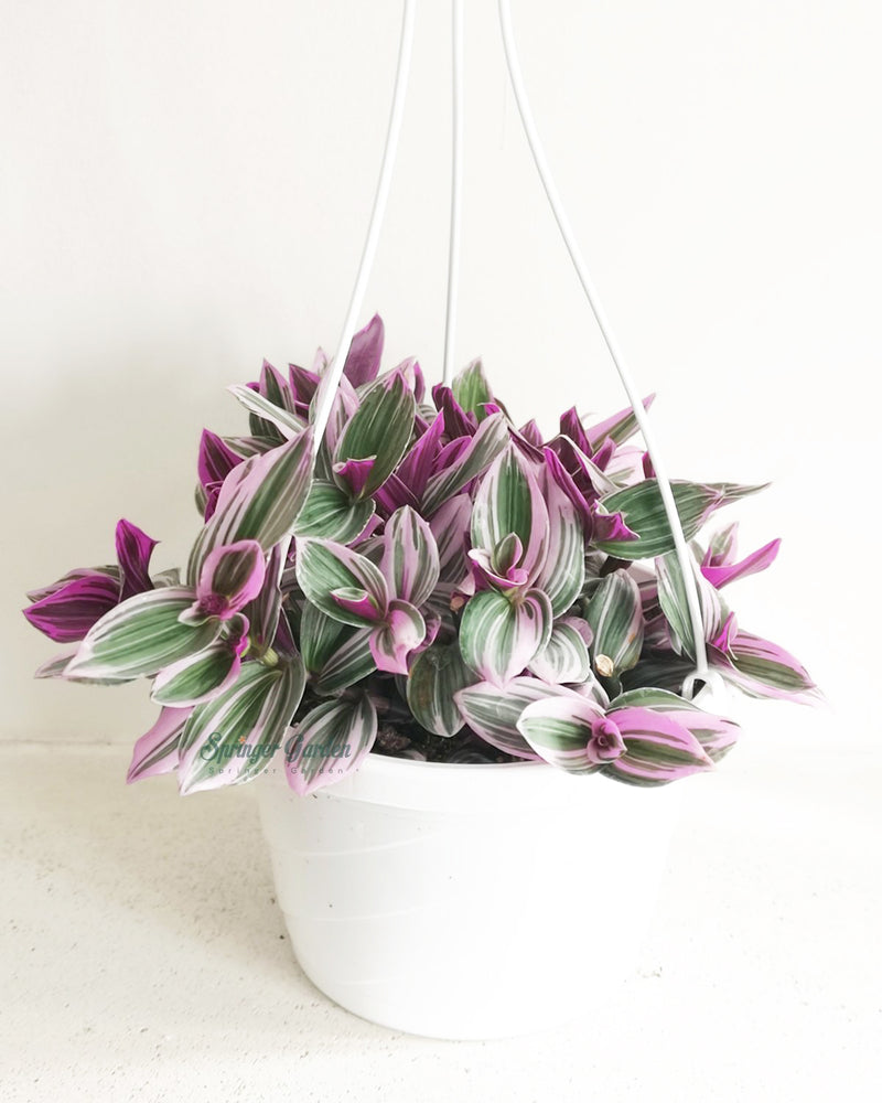 Tradescantia Nanouk