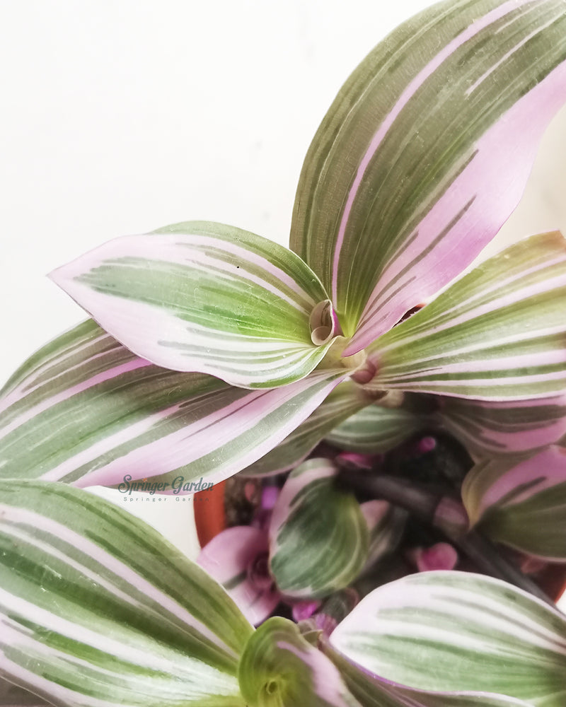 Tradescantia Nanouk