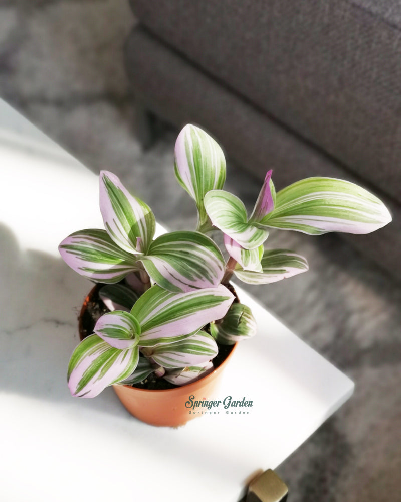 Tradescantia Nanouk – Springer Garden