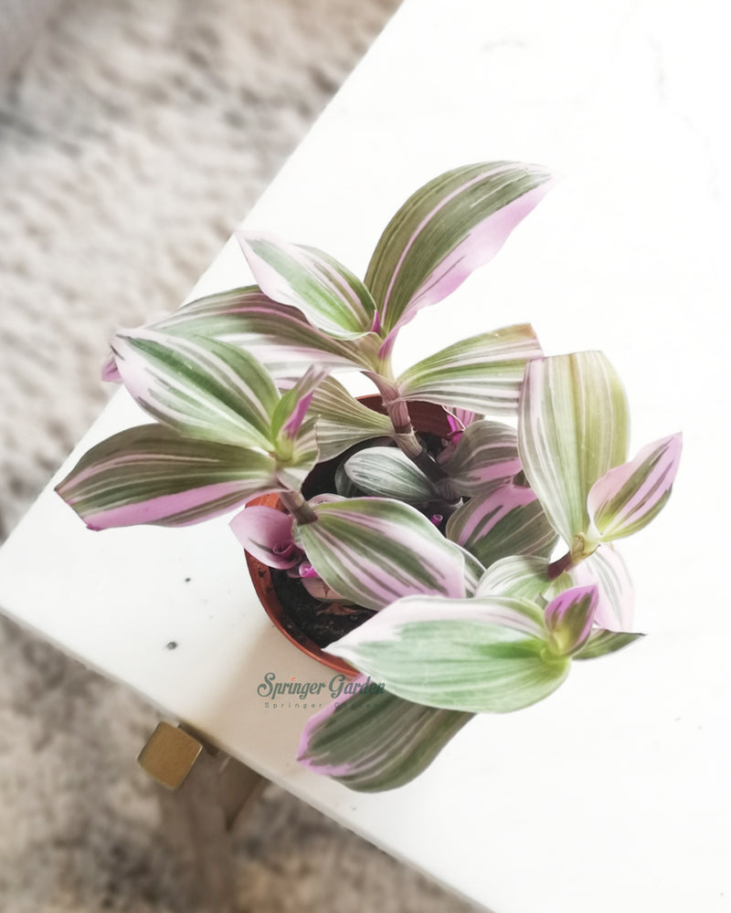 Tradescantia Nanouk