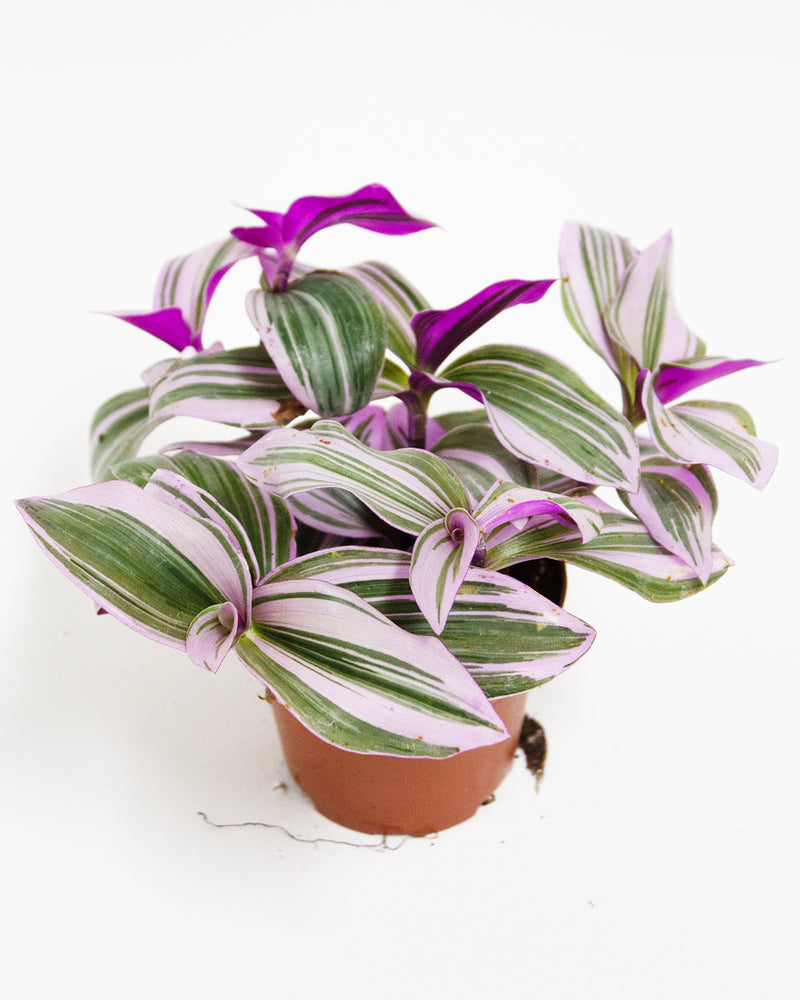 Tradescantia Nanouk