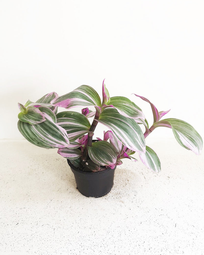 Tradescantia Nanouk