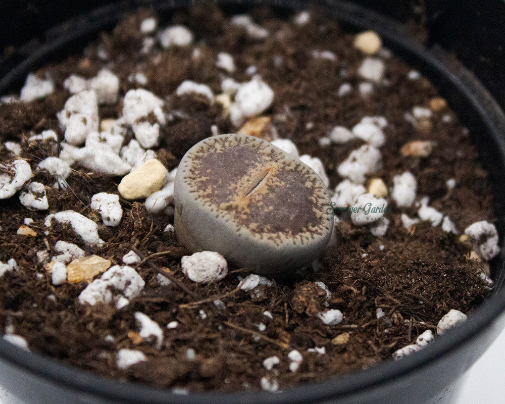Lithops Assorted Colours