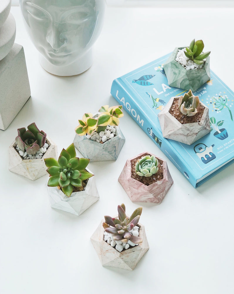 
                
                    Load image into Gallery viewer, Concrete Planter Making Workshop
                
            