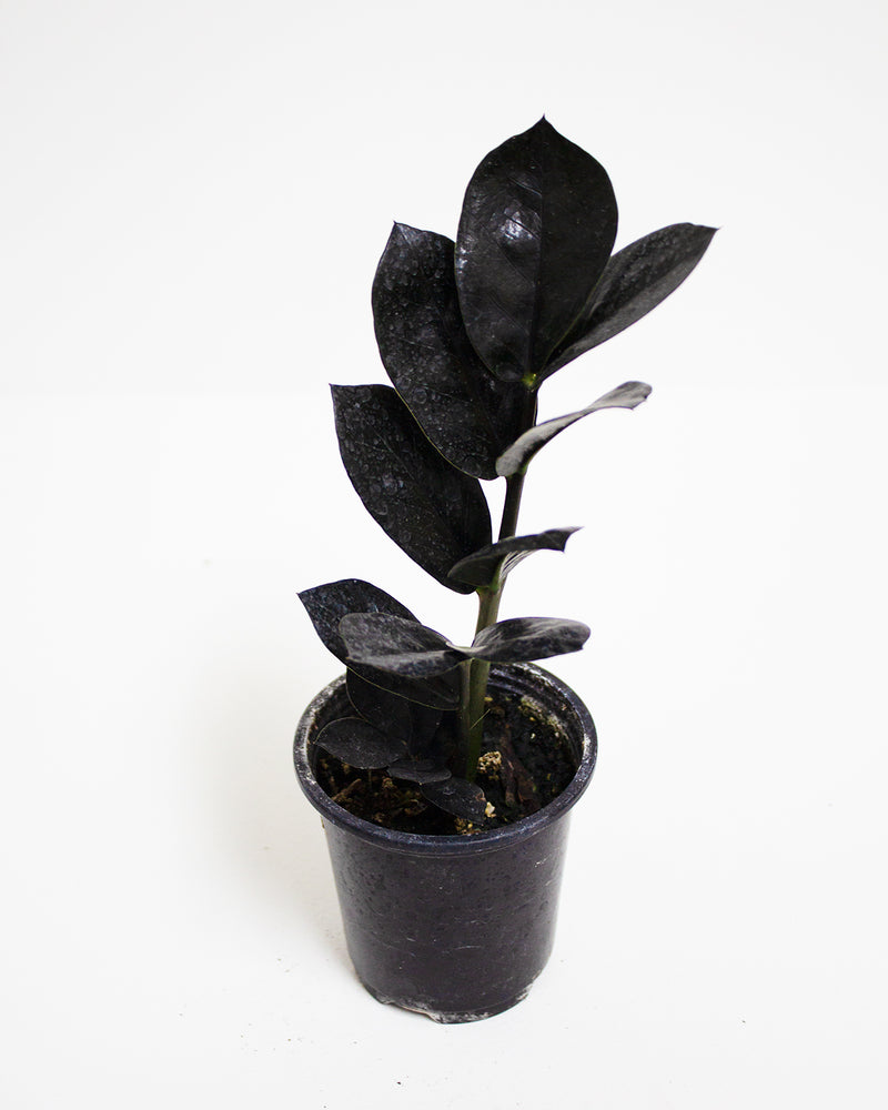 Zamioculcas Zamiifia Raven