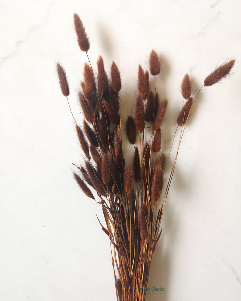 Brown Bunny Tail Grasses