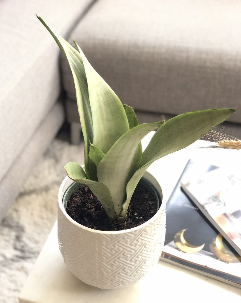 Sansevieria Moonlight Toronto's 5-star Bestseller nursery store selected local & Korean rare succulents; houseplants, indoor plants, selected handmade planters with a drainage hole, pots, bonsai pots, produced by ourselves, wholesale. Ceramic Planter With Drainage Hole Cactus Succulent Plant Pot/Small Fern Flower Pot Gift Garden Desk Pottery/Handmade/Ceramic/Glazed/Table Decor/Indoor Decor/Tabletop Planter