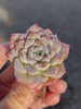 Echeveria Grace Toronto's 5-star Bestseller nursery store selected local & Korean rare succulents; houseplants, indoor plants, selected handmade planters with a drainage hole, pots, bonsai pots, produced by ourselves, wholesale. Handmade/Glazed/Table Decor/Indoor Decor/Tabletop Planter