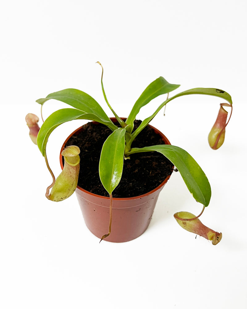 Asian Pitcher Plant Nepenthes Asiatique
