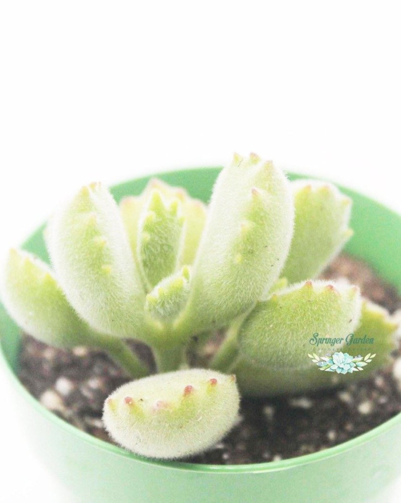 
                
                    Load image into Gallery viewer, Bear Paw
                
            
