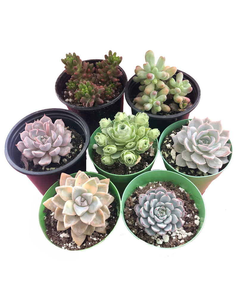 Assorted Echeveria Bundle (3''~3.5'')