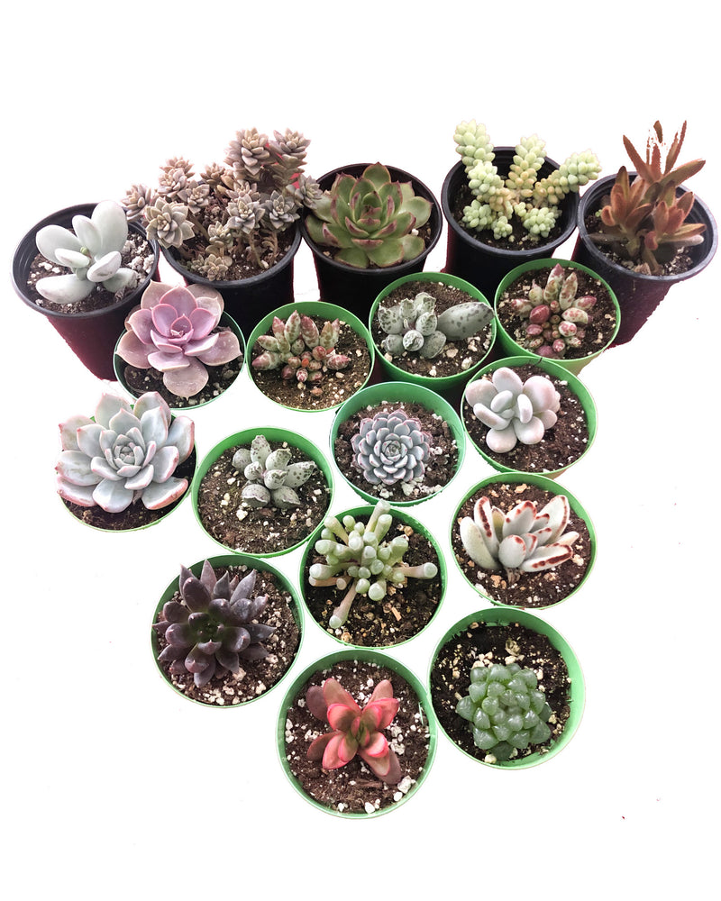 Rare Assorted Succulents Mix Bundle (3"+)