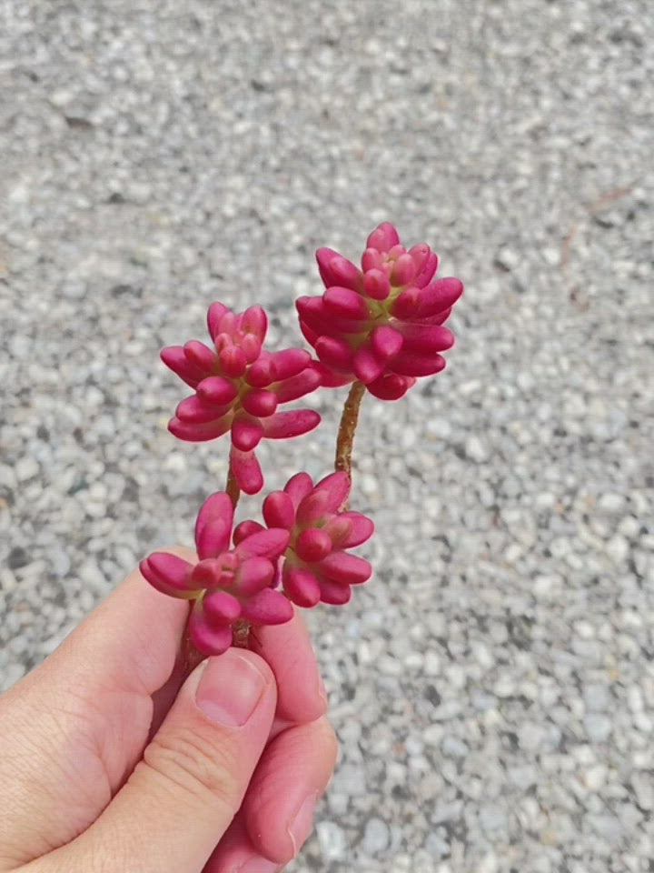 Echeveria Rubroinctum