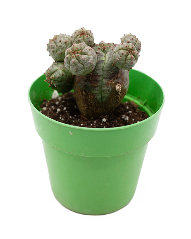 Euphorbia Pseudoglobosa Cactus