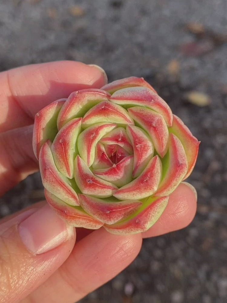 
                
                    Load and play video in Gallery viewer, Echeveria Silhouence
                
            