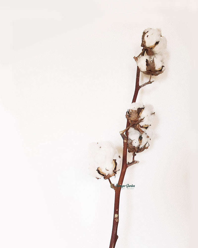 Cotton / Stem