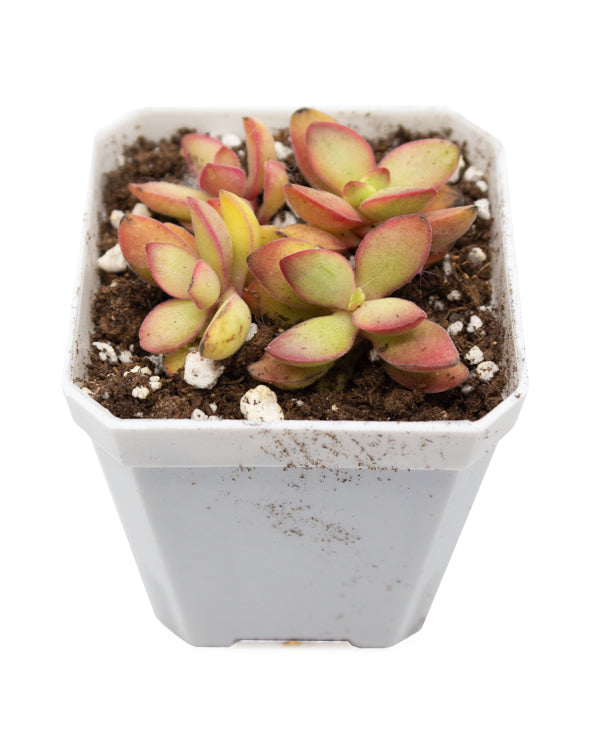Crassula Moneymaker