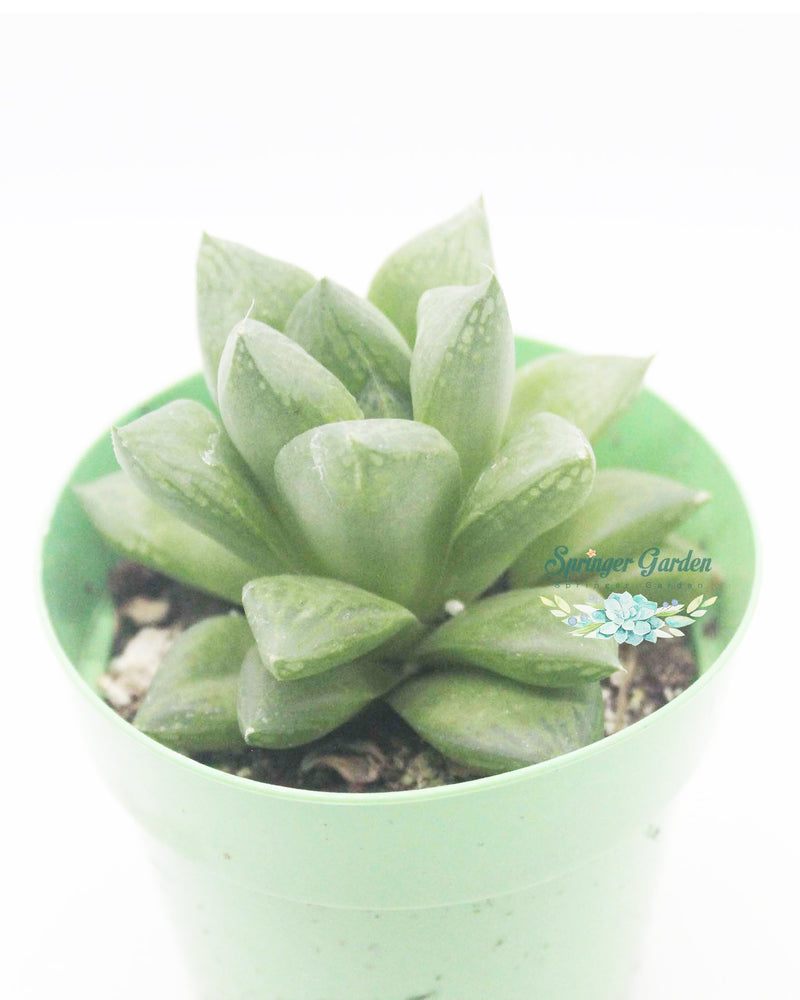 Haworthia All Type