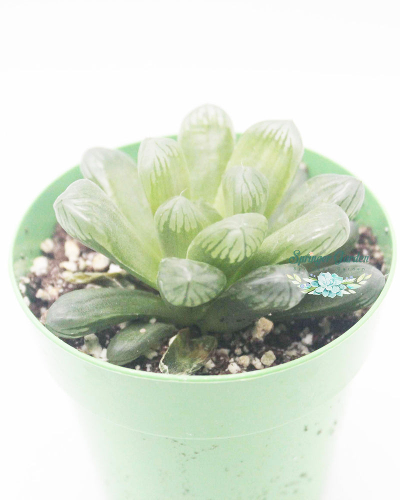 Haworthia All Type