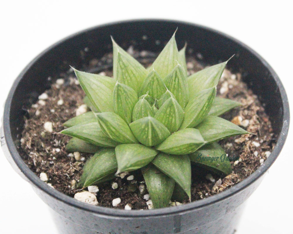 Haworthia All Type