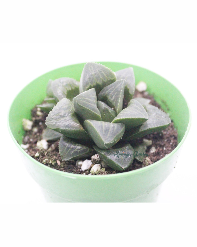 Haworthia All Type