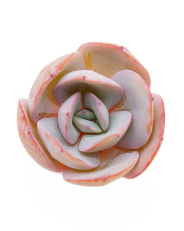 Echeveria Brinks Blue