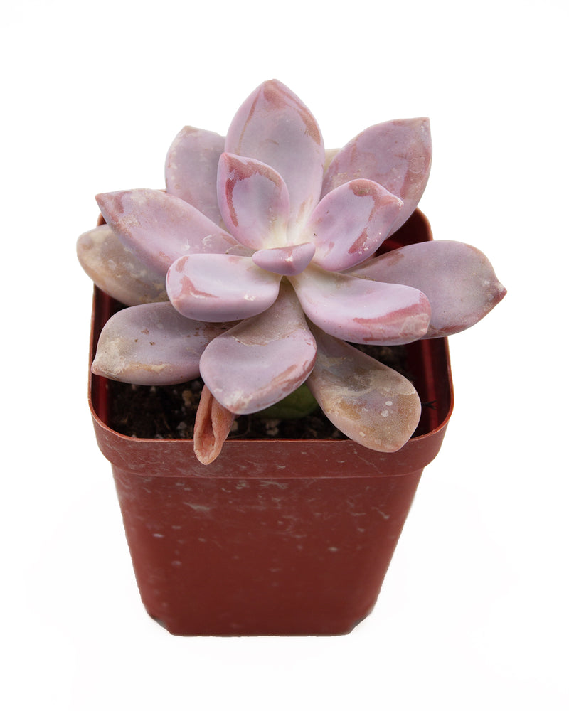 Graptoveria Debbie