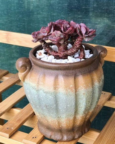 Succulent Planter/ Succulent Pot / Table Decor / Indoor Decor / Wedding Gift  Rare and unusual living succulents and cactus