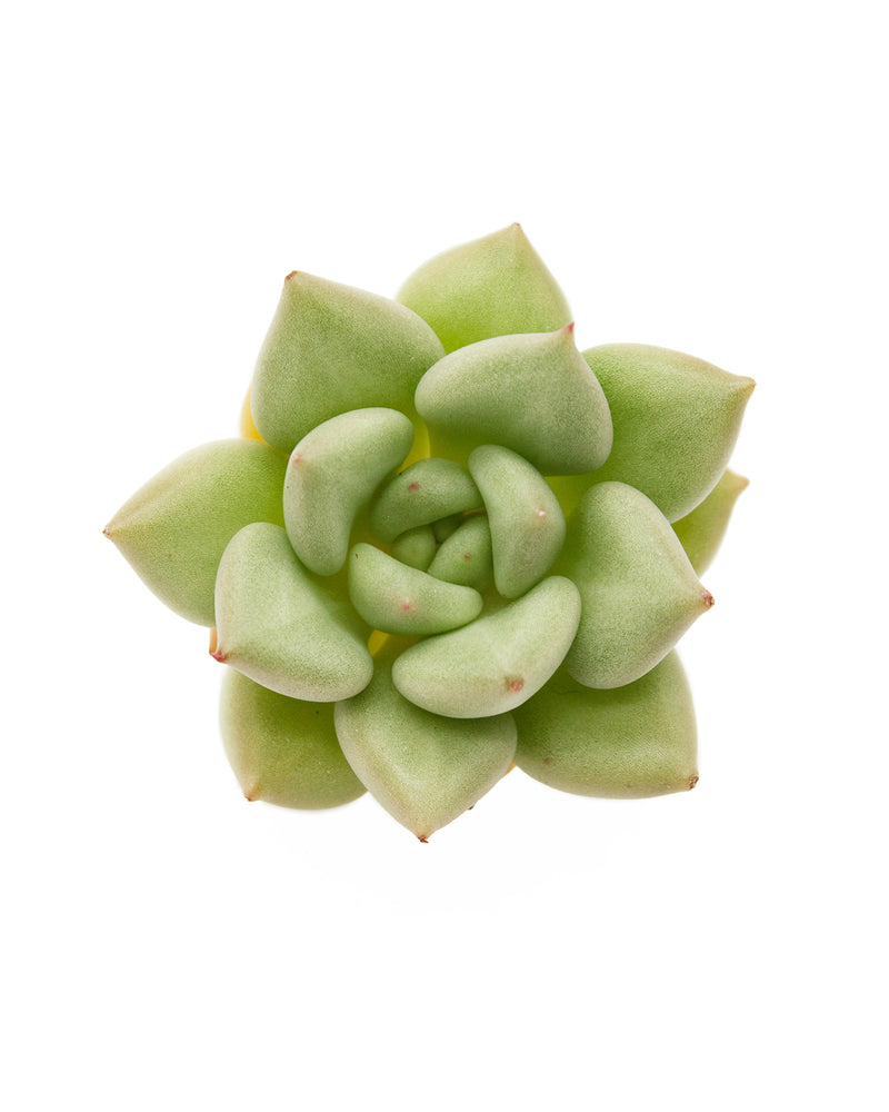 Echeveria Ivory