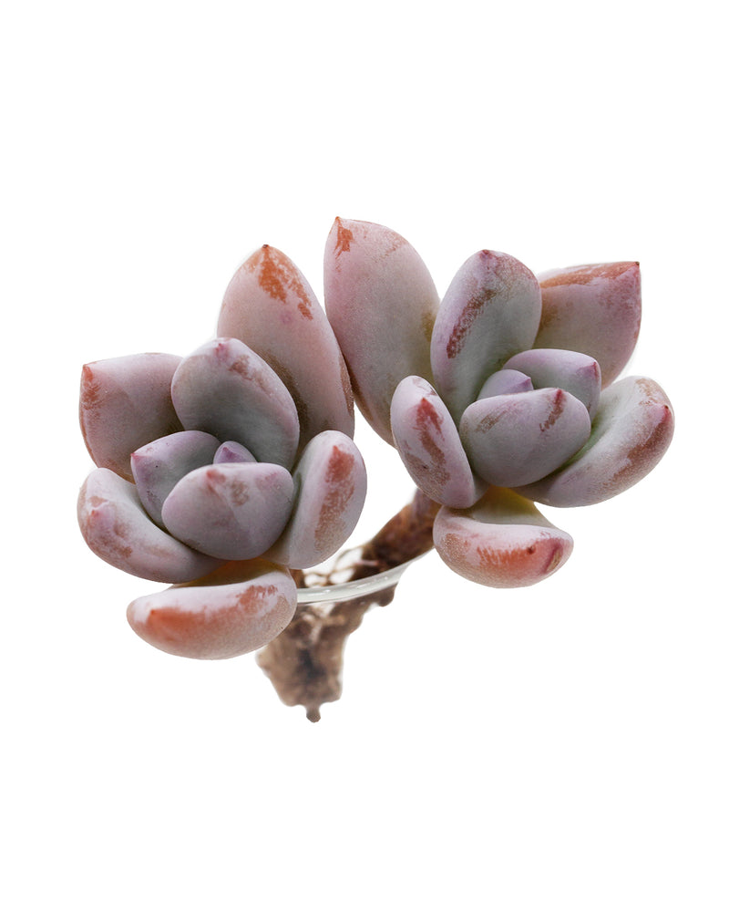 Echeveria Simonoasa