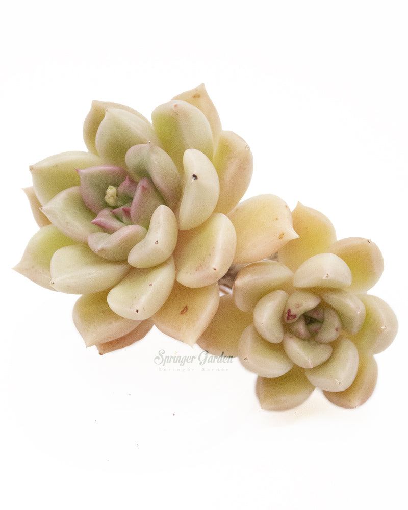 Echeveria Arze Toronto's 5-star Bestseller nursery store selected local & Korean rare succulents; houseplants, indoor plants, selected handmade planters with a drainage hole, pots, bonsai pots, produced by ourselves, wholesale.