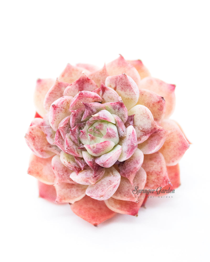 Echeveria Charles Rose
